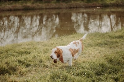 Twinings houndie de la contree du milieu