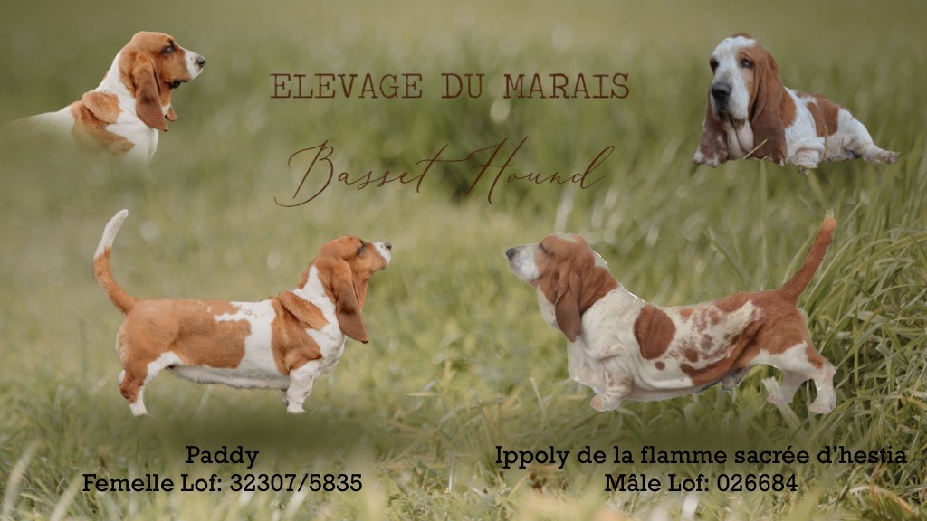 chiot Basset Hound Du Marais BH