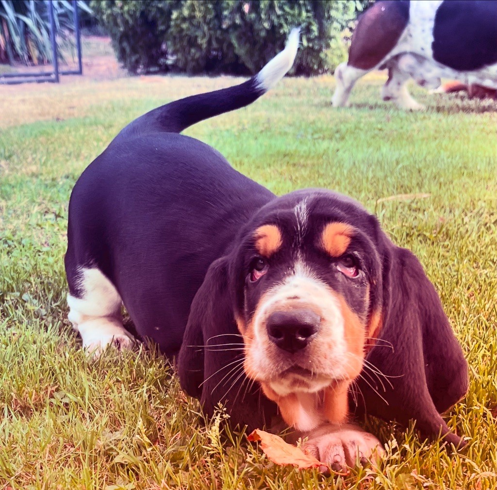 Du Marais BH - Chiot disponible  - Basset Hound